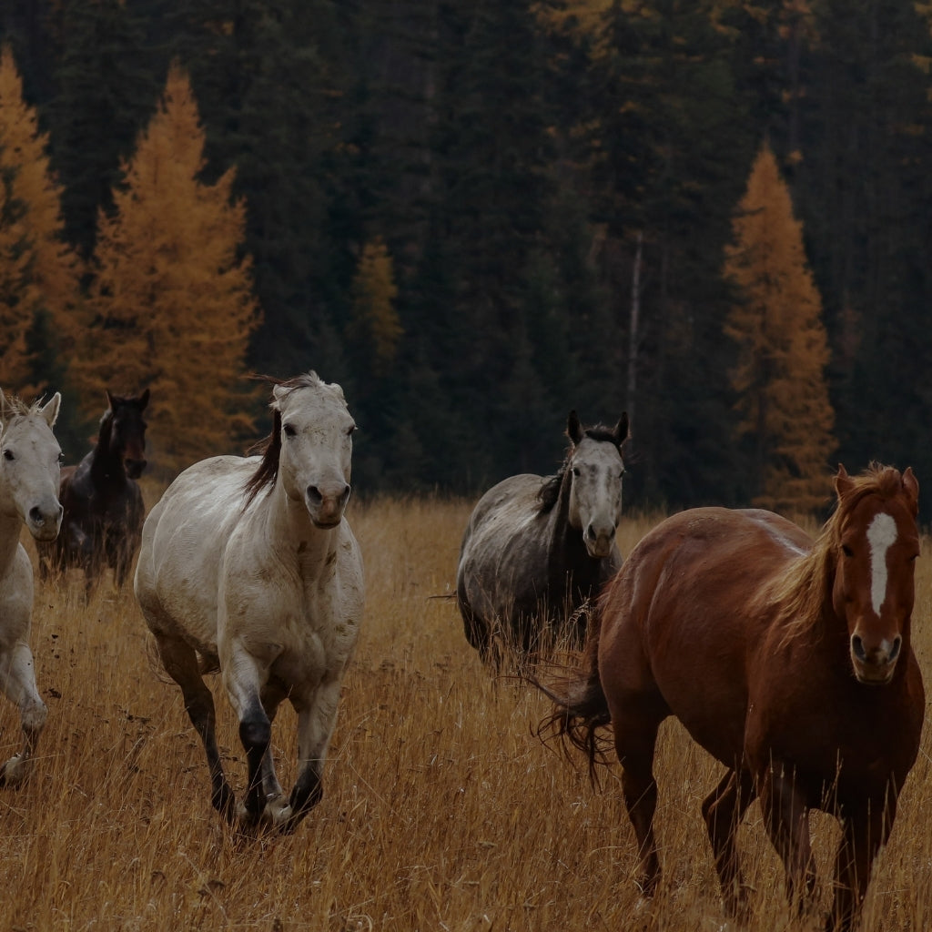 The Prairie Homestead Collection